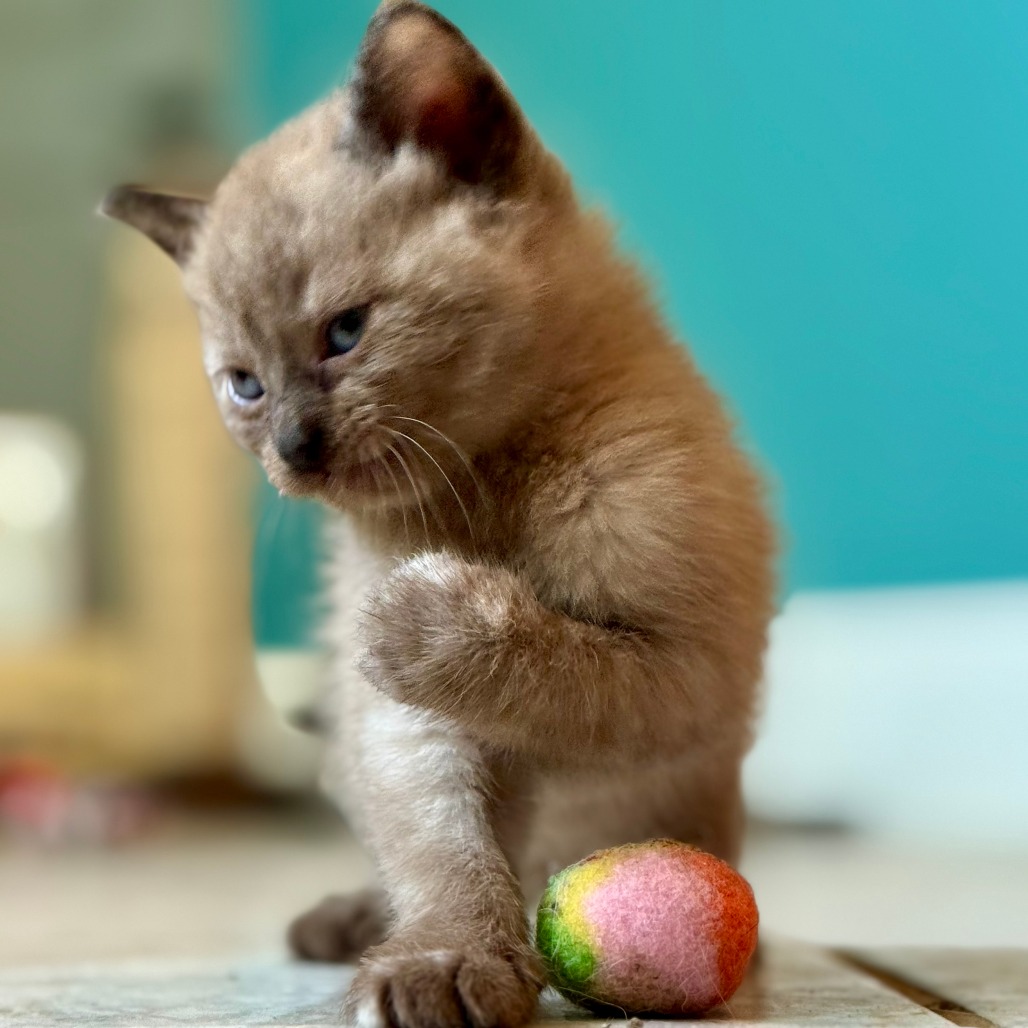 Nestle