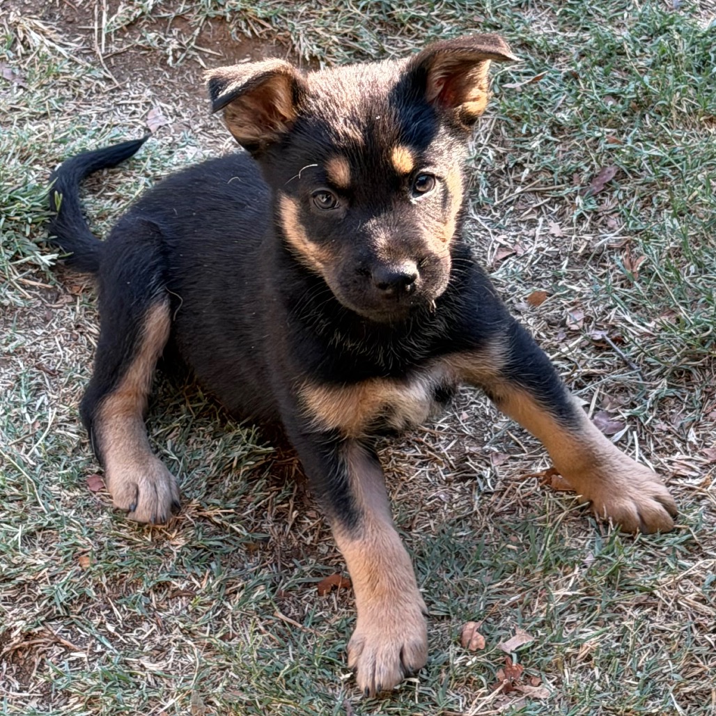 Yogi