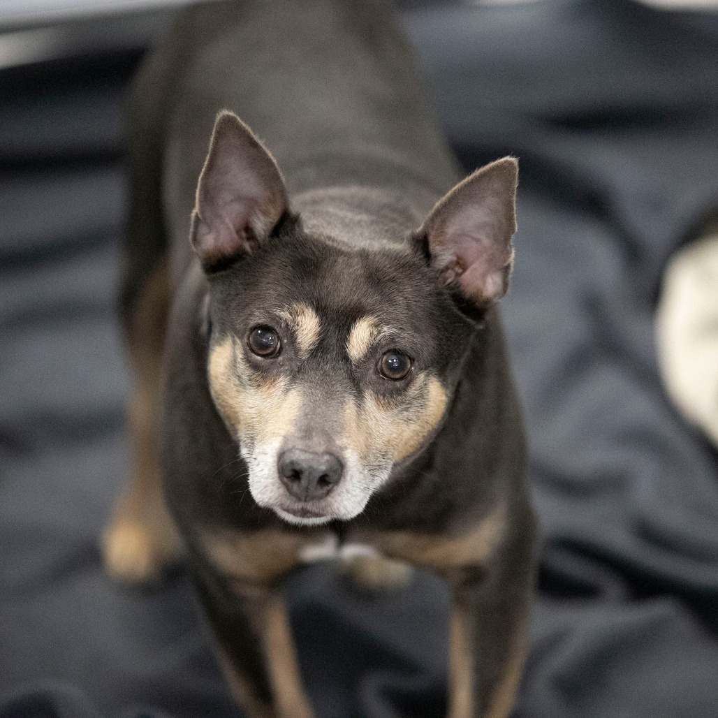 TWOTWO (AG26-26) - Terrier / Rat available for adoption