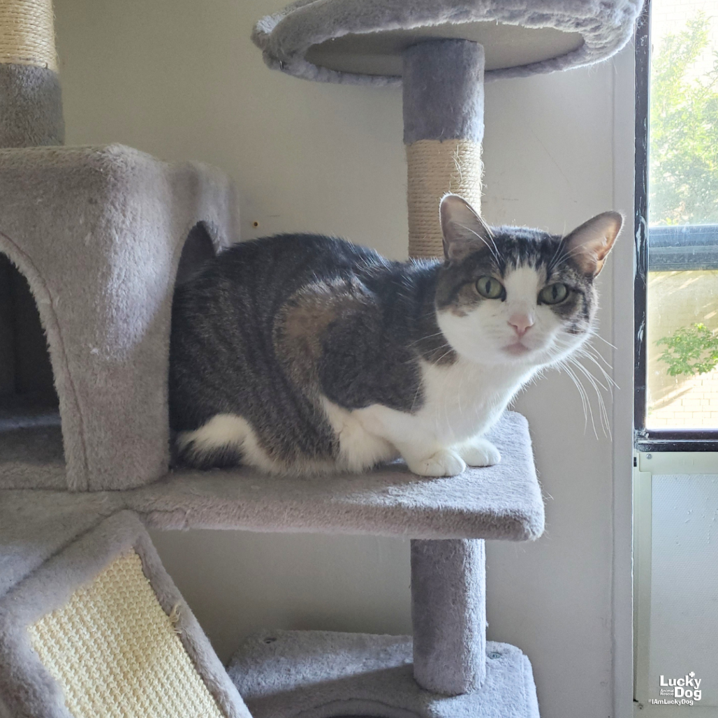 SPIKE - Domestic Shorthair available for adoption