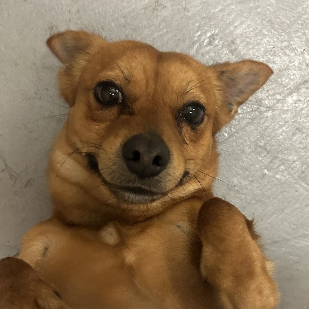 Mixed Breed