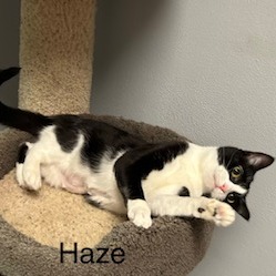Haze--In Foster, photo 6