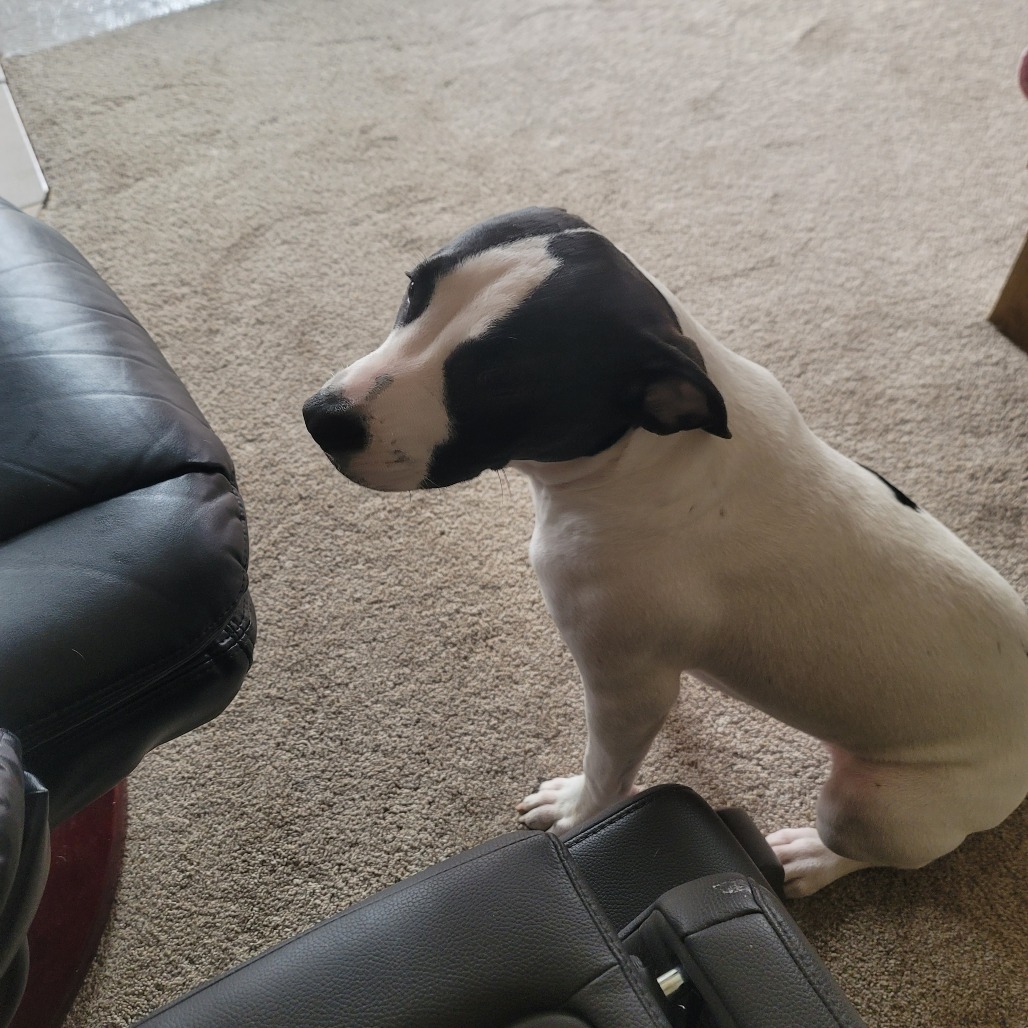 Zander — thumbnail 3