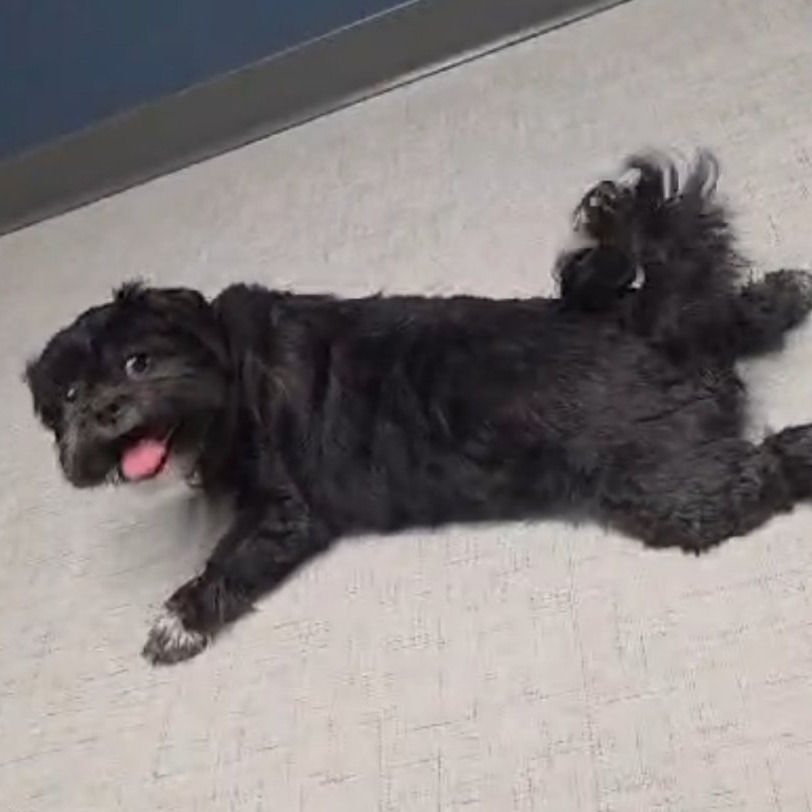 Chewy, photo 4