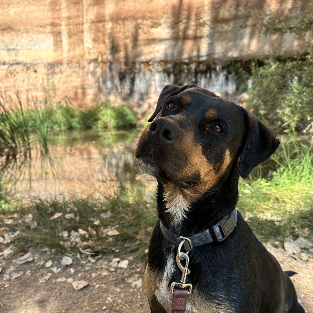 Licorice, photo 16