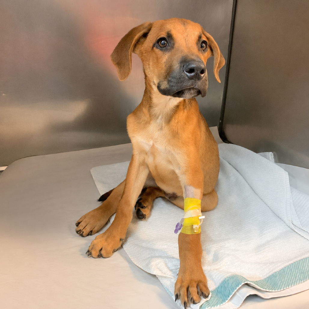 WYBIE - Shepherd available for adoption
