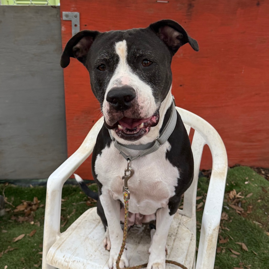Stella, additional photo