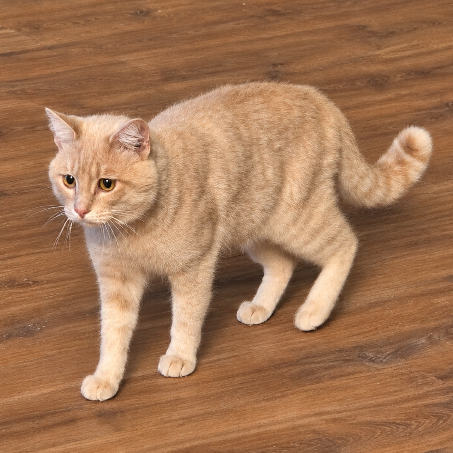 BLONDIE - Domestic Shorthair available for adoption