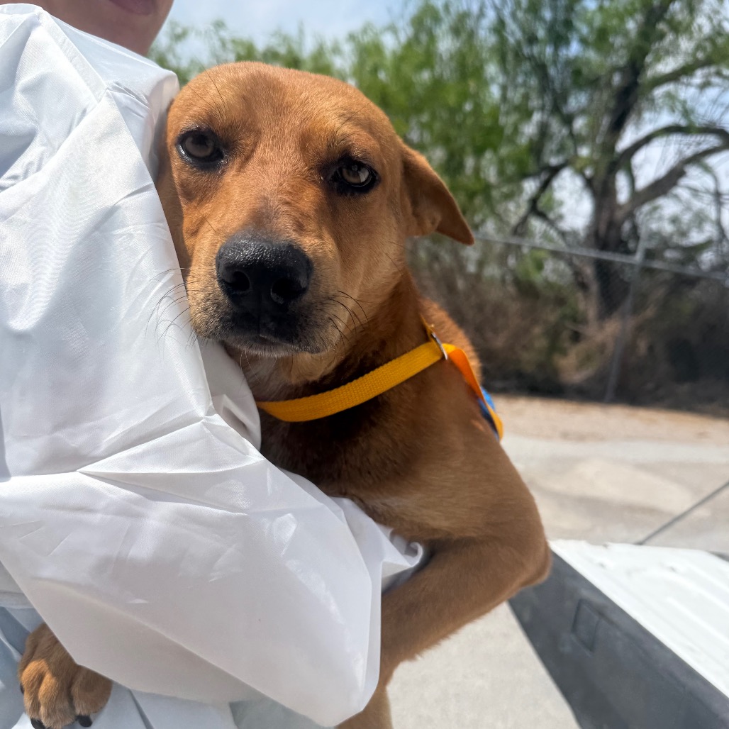 BETO - Shepherd / Mixed Breed (Medium) available for adoption
