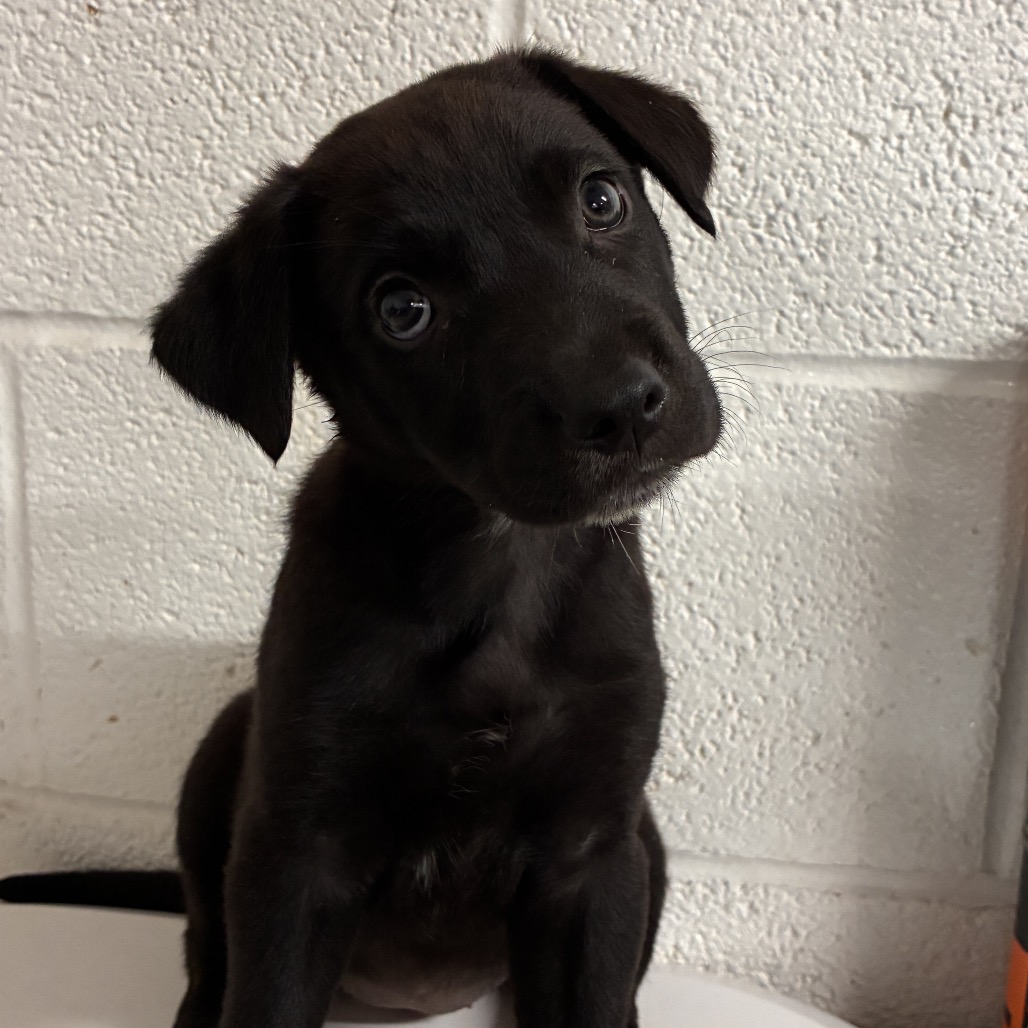 OLIVIA - Retriever / Black Labrador available for adoption