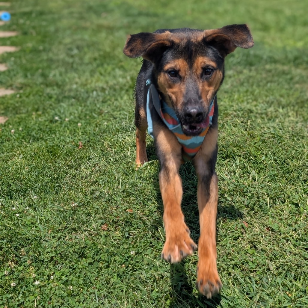 Callie (Formerly Caledonia), photo 14