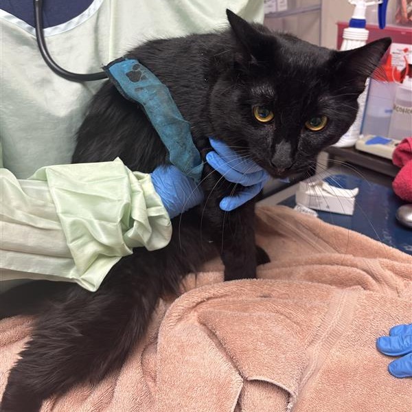FANG - Domestic Medium Hair available for adoption
