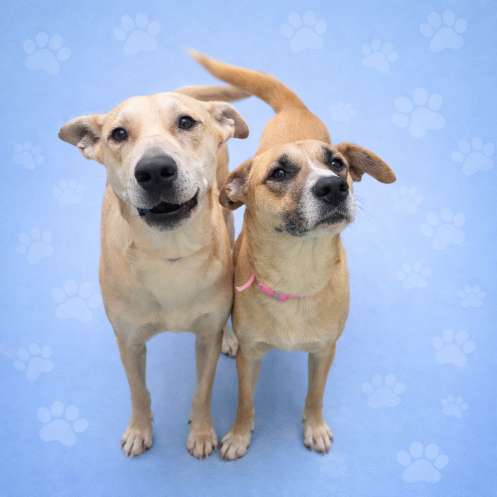 Molly — thumbnail 4