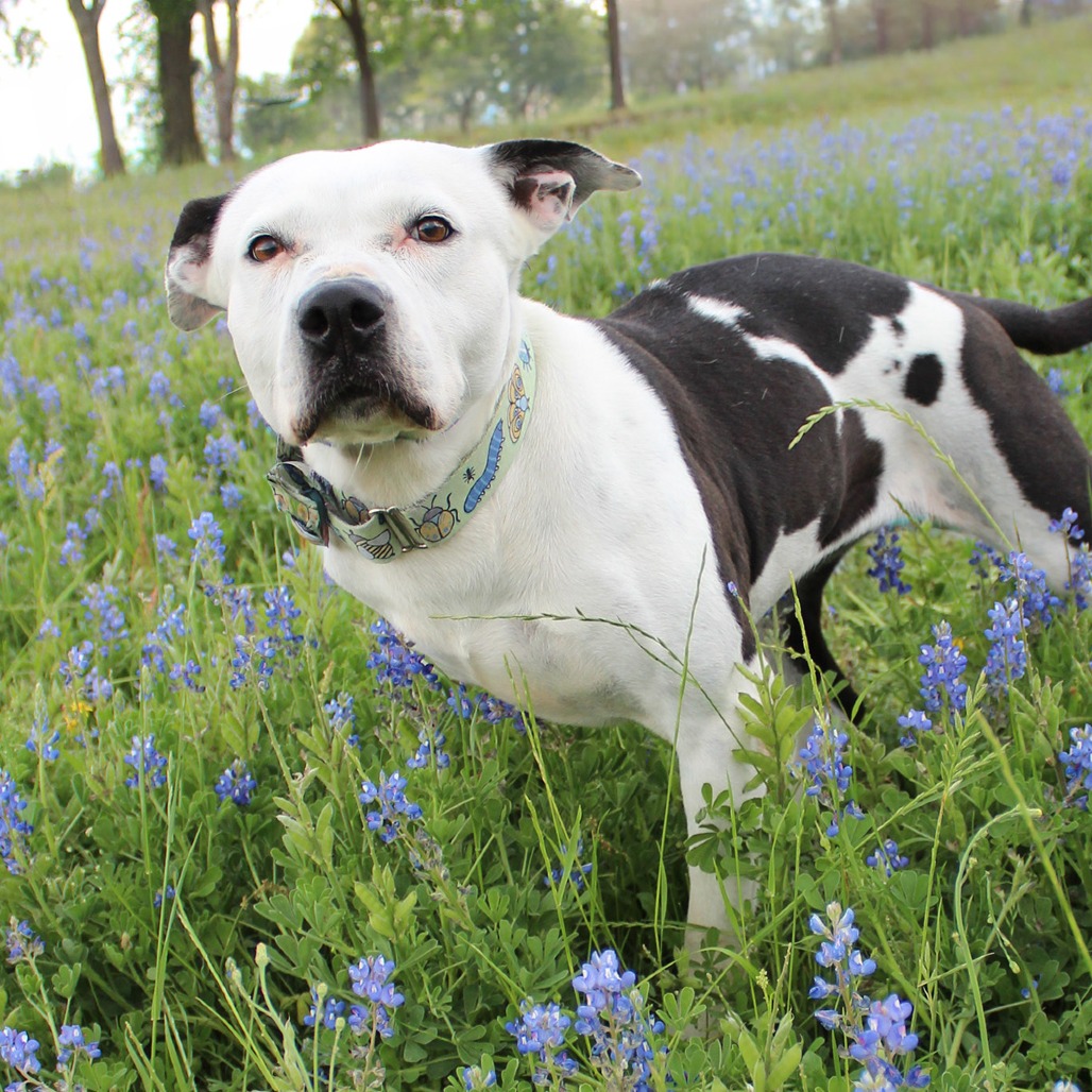 Skipper, photo 20