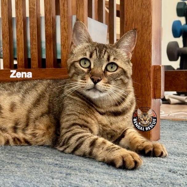 Zena - Kirkland, WA