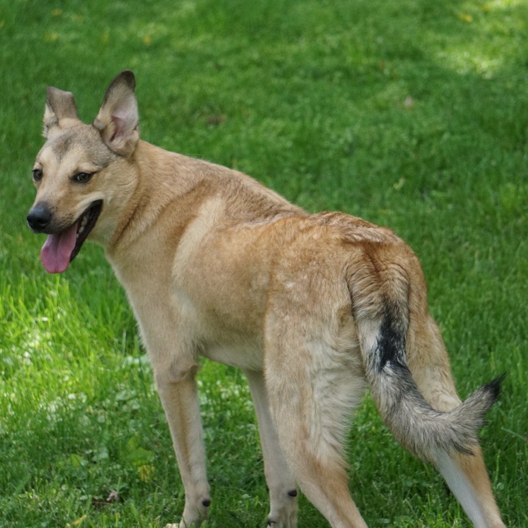 Jack, photo 9