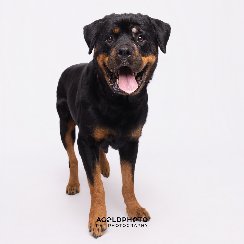 Maple — thumbnail 4