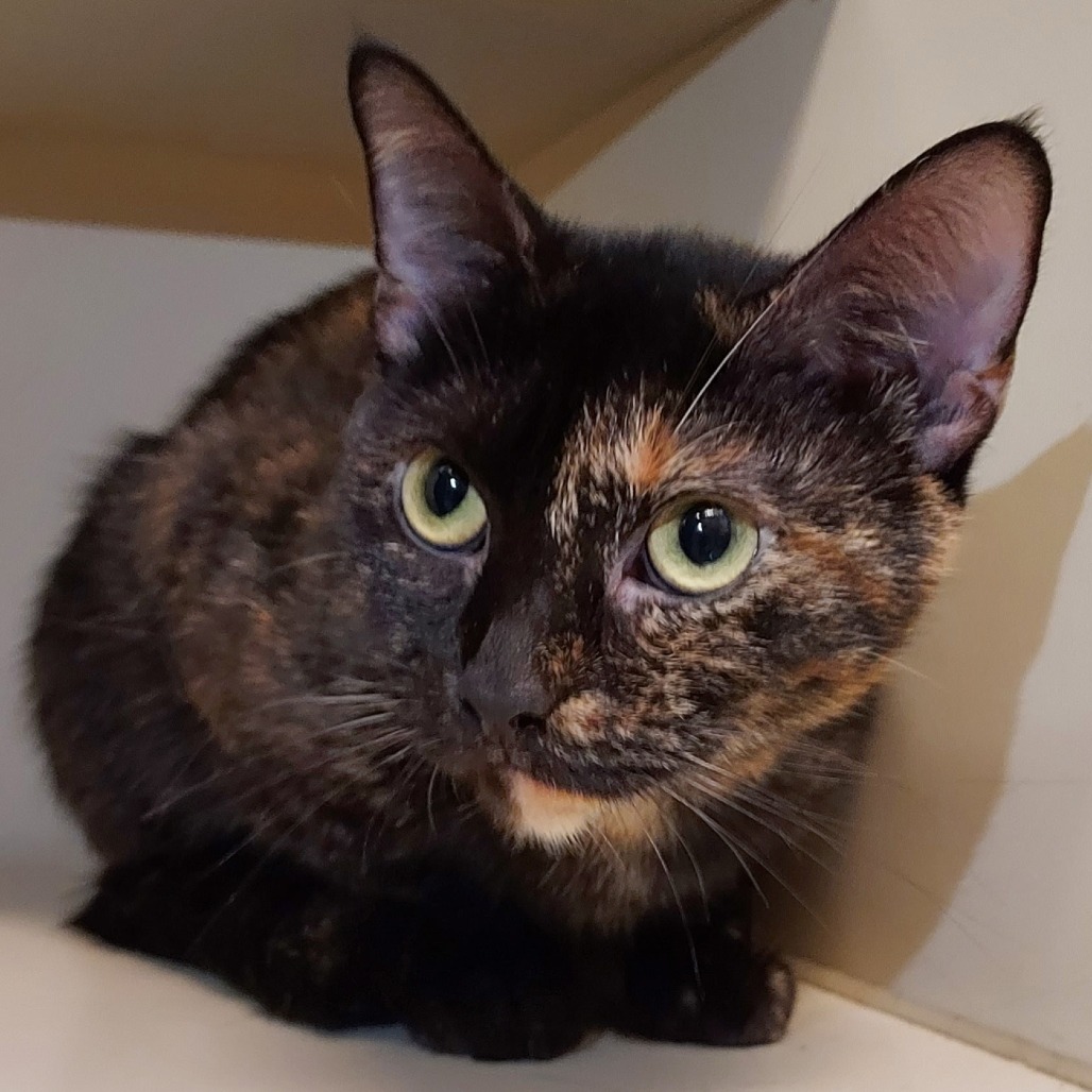 TIFFANY - Domestic Shorthair available for adoption