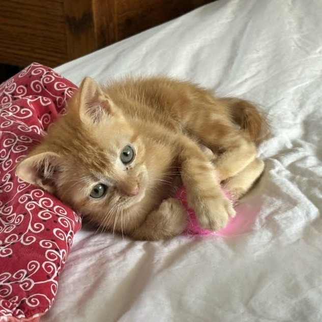 GINKO - Domestic Shorthair available for adoption