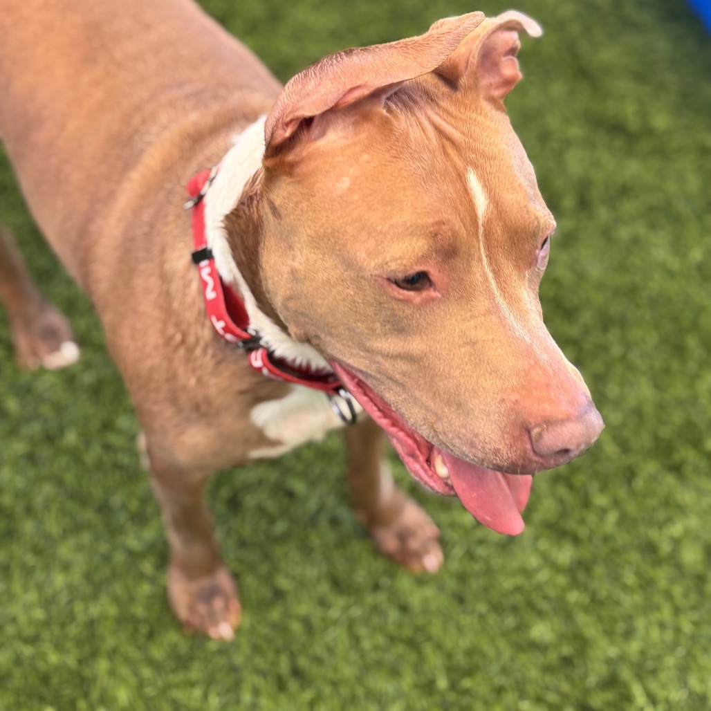NANA - Terrier / Pit Bull available for adoption