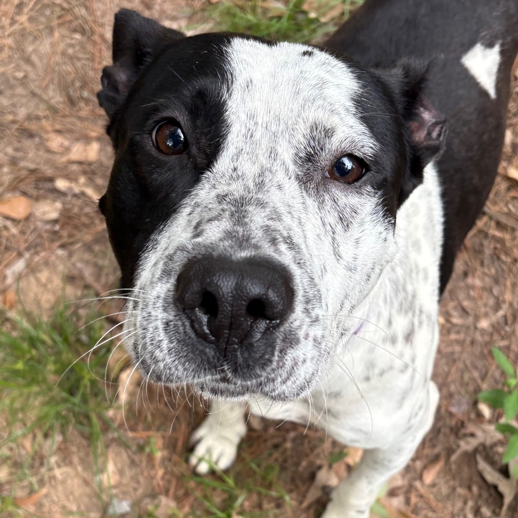 Speckles, photo 10