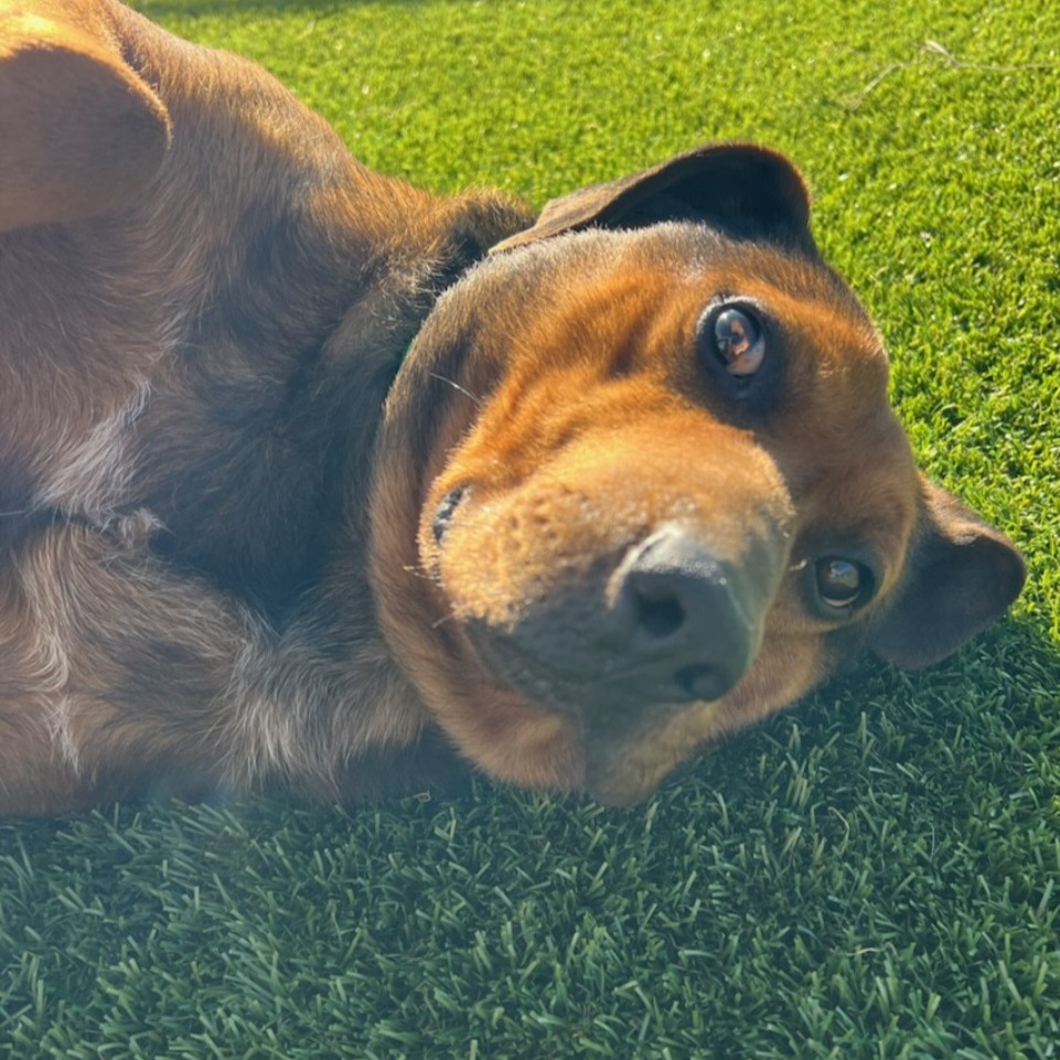 Timber — thumbnail 11