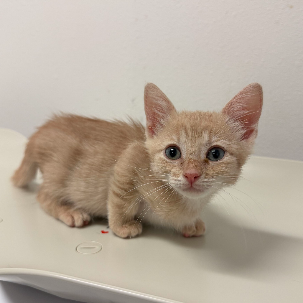 WHOOPI - Domestic Shorthair available for adoption