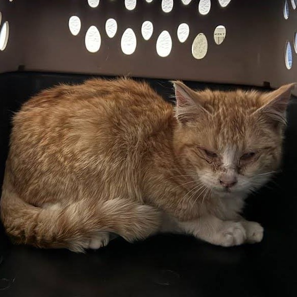 DUMPLING - Domestic Shorthair for adoption in West Jordan