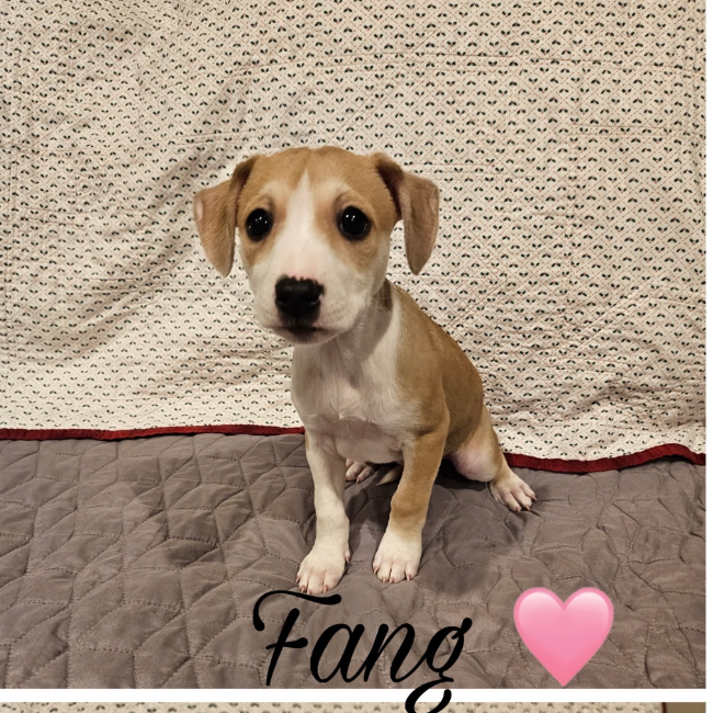 Fang