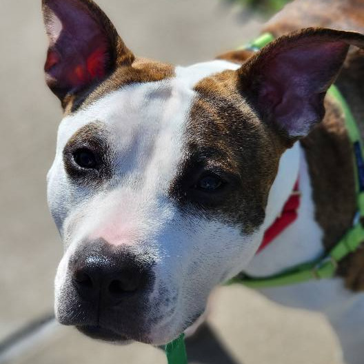 Photo of Bombyx Mori 3