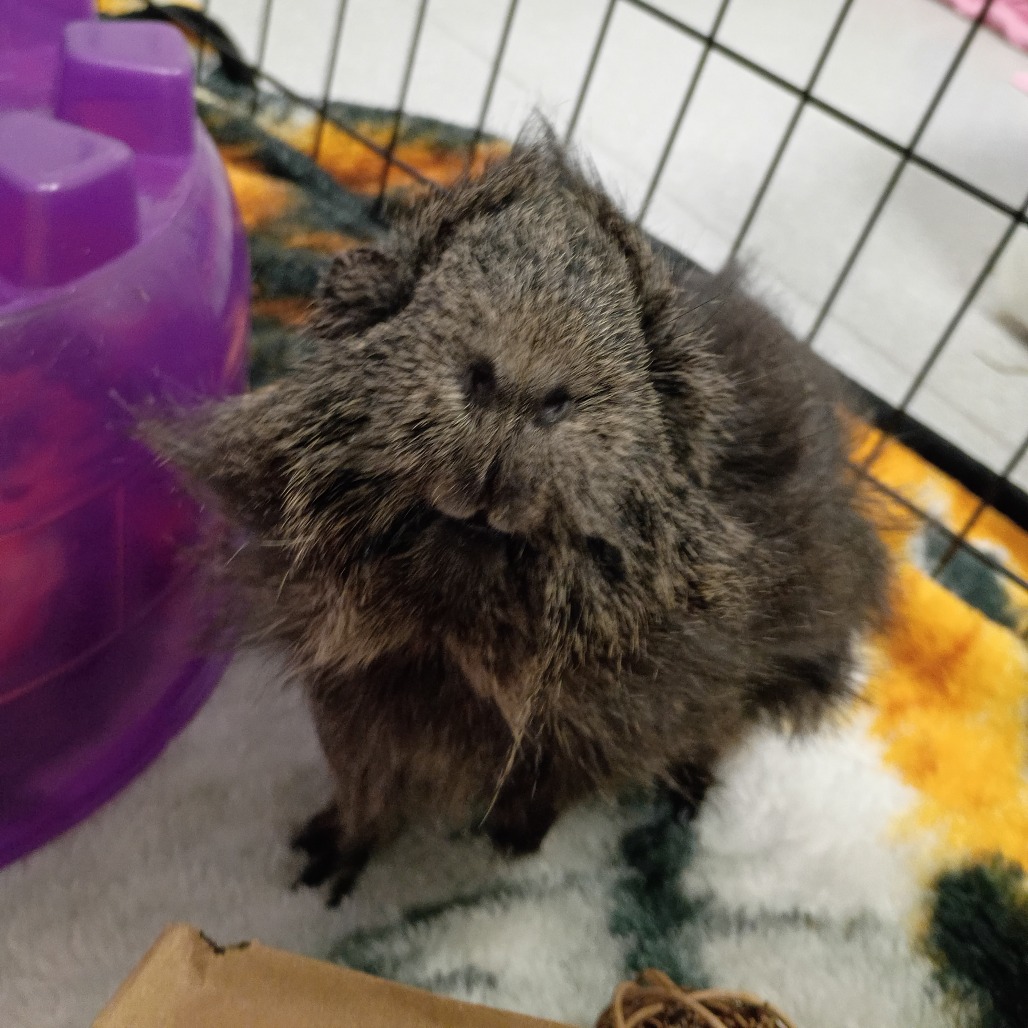 Critter, photo 3