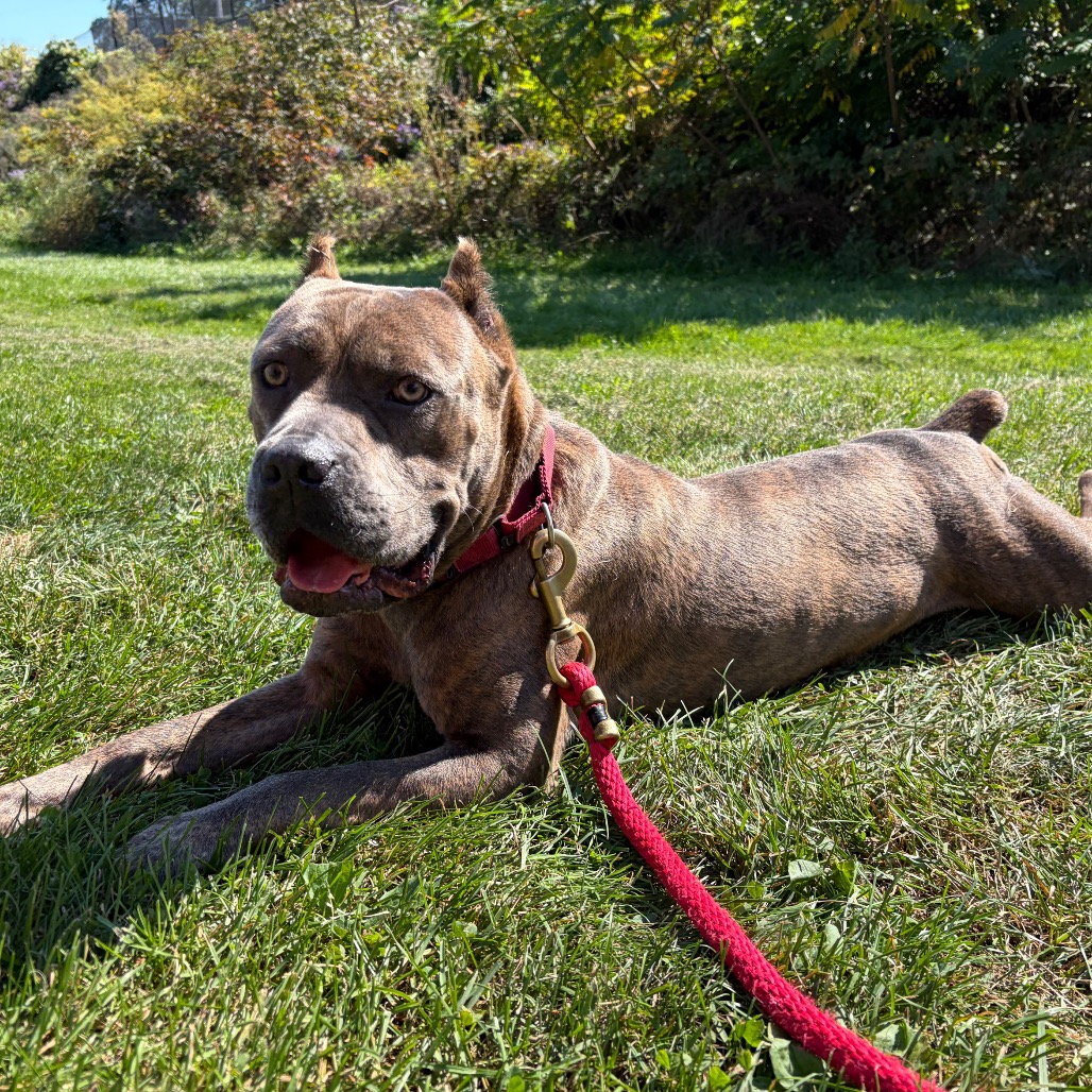 Photo of Boo 3