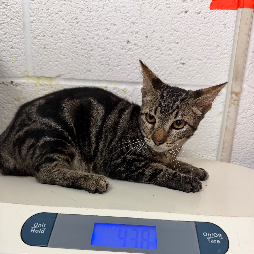 ROMEO - Domestic Shorthair available for adoption