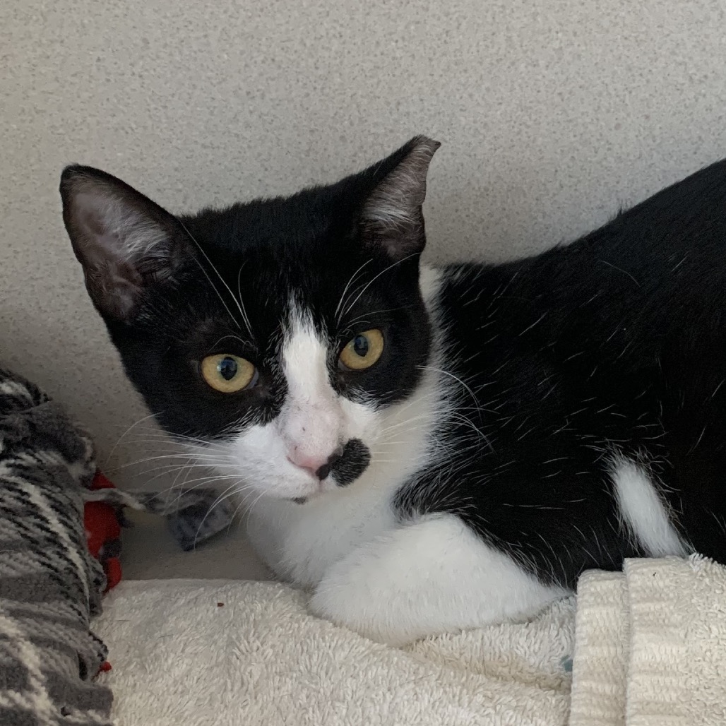 Basil - Domestic Shorthair