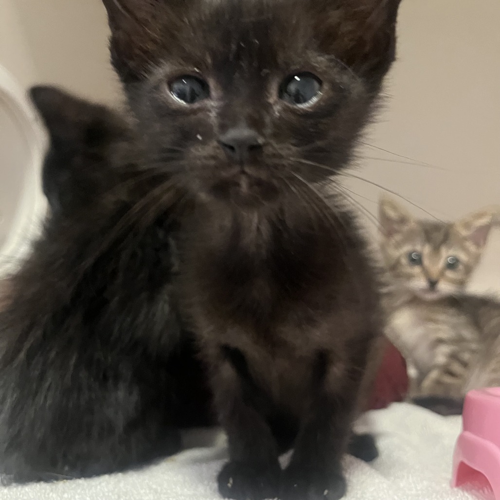 ANISE - Domestic Shorthair available for adoption