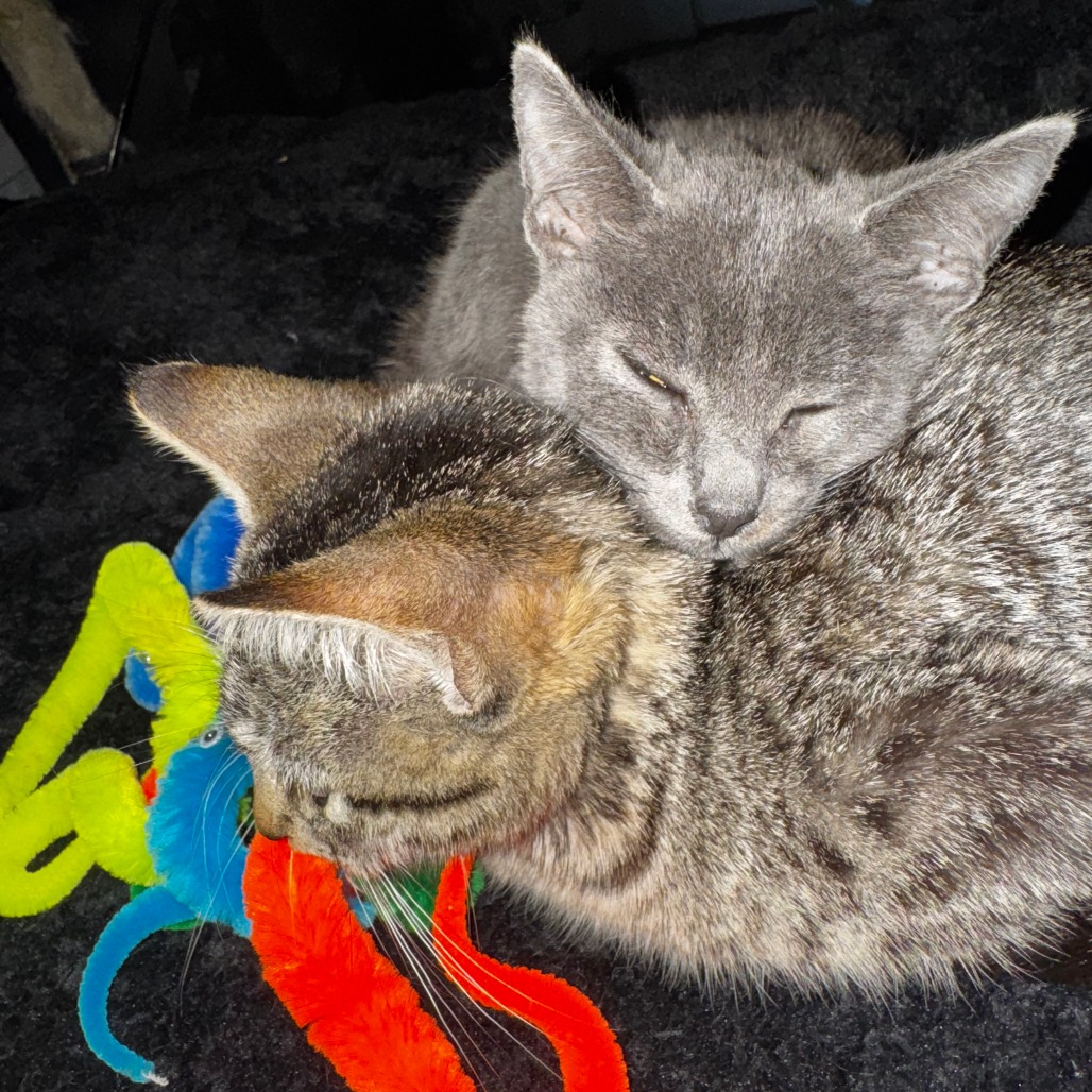 Gracie photo 2