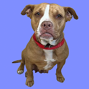  Photo of TUSC-Stray-83347