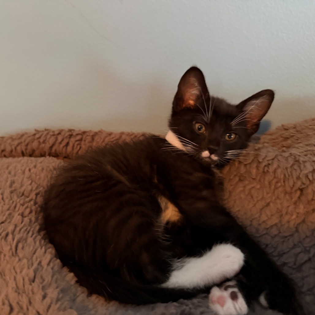 Pixel, photo 5