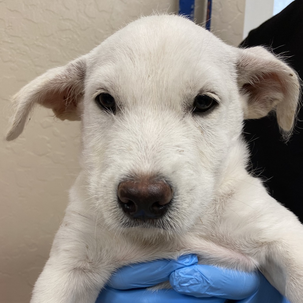 Gunther: Male 4 Terrier/Mixed Breed (Medium)