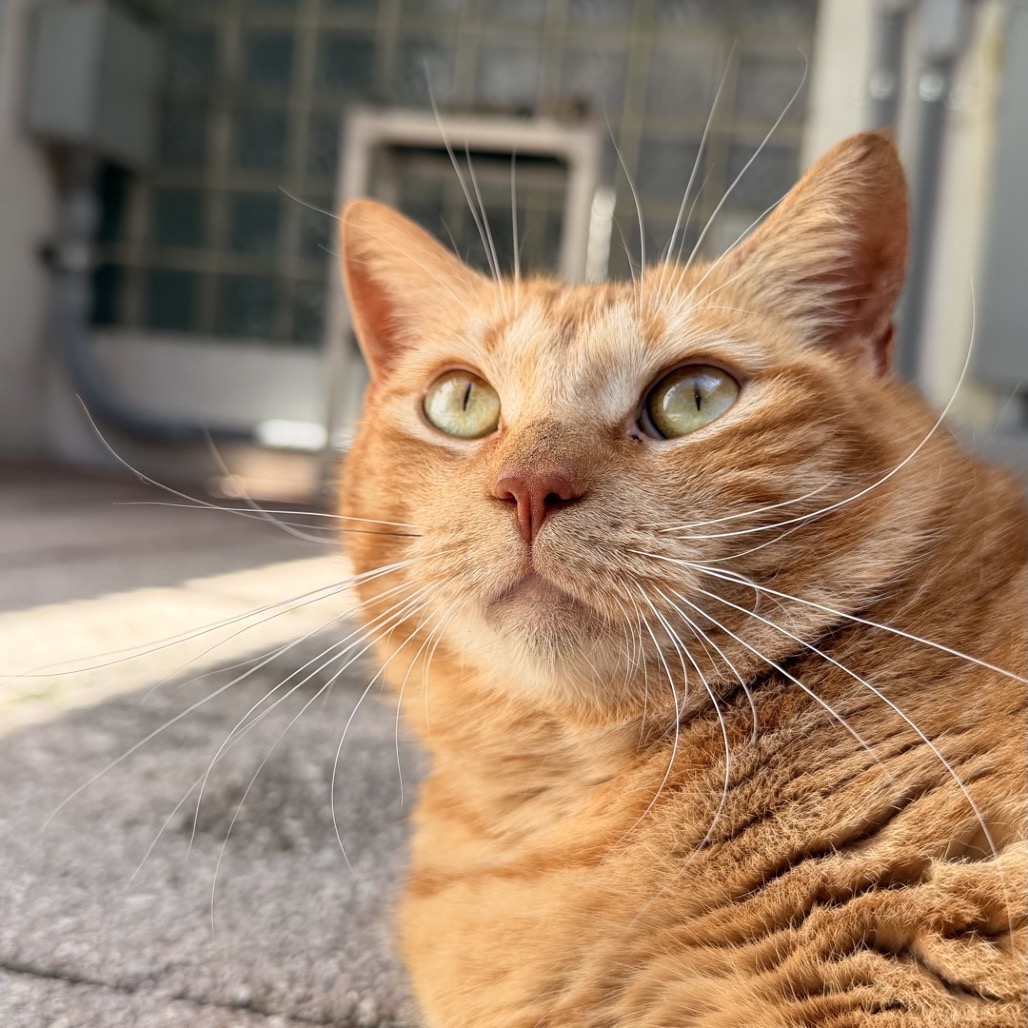 Image of Bonnie looking at the camera