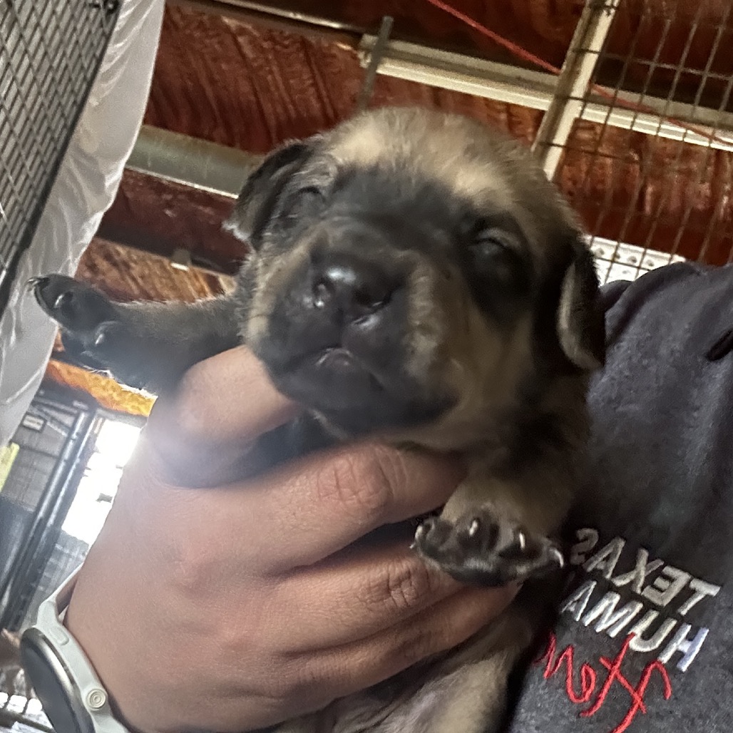 Mixed Breed