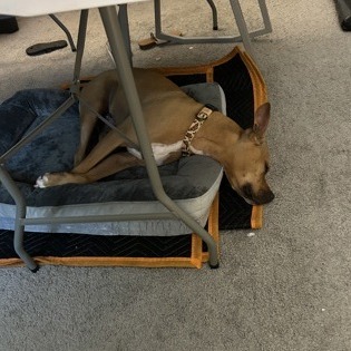 Hank — thumbnail 5