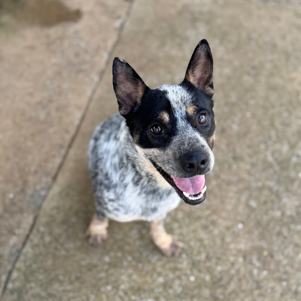 Beau — thumbnail 3