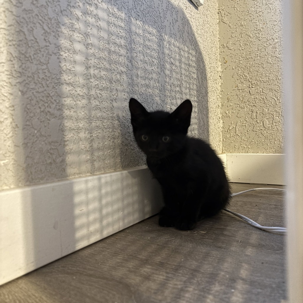 Beetle, available for adoption