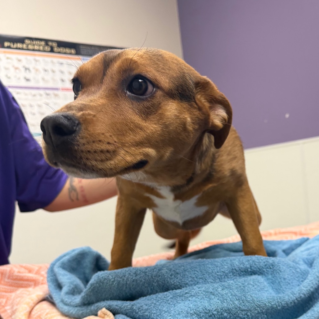 Santa Fe — thumbnail 3