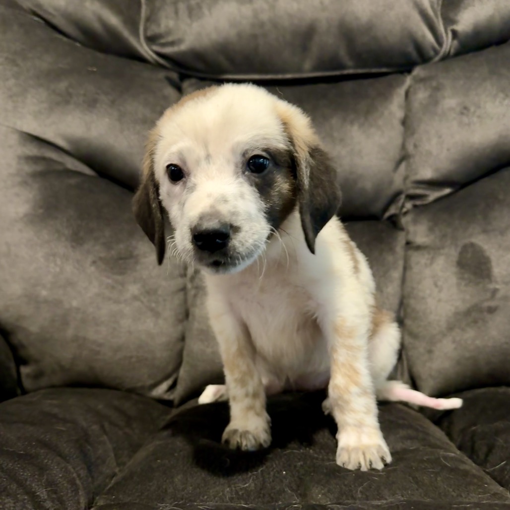Lane, a Cattle Dog, Australian (Blue Heeler) / Collie, Border