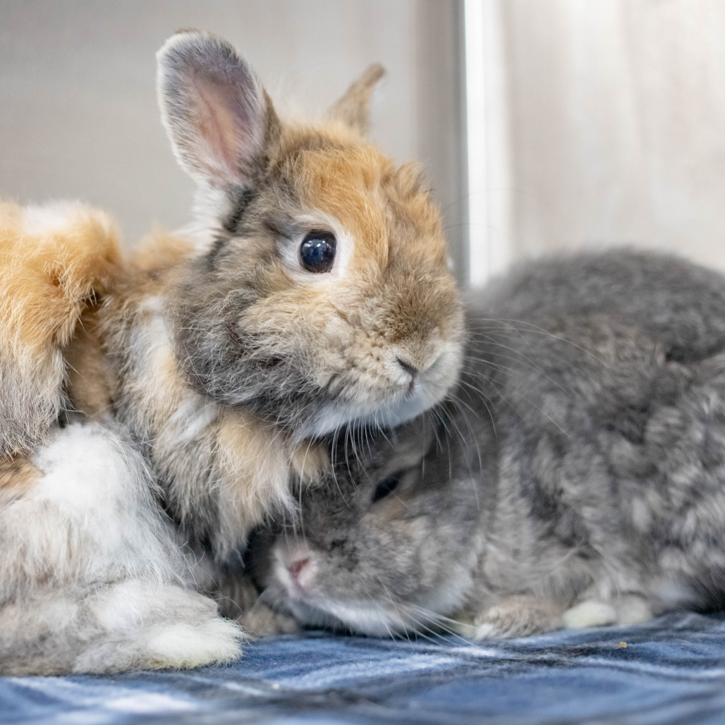 Acorn (bonded to Randi), photo 5