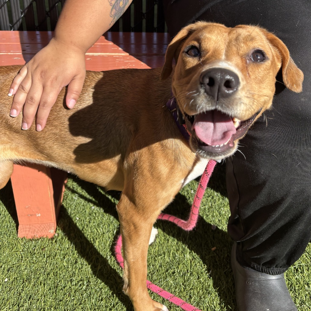 ISABELLA - Mixed Breed (Medium) available for adoption