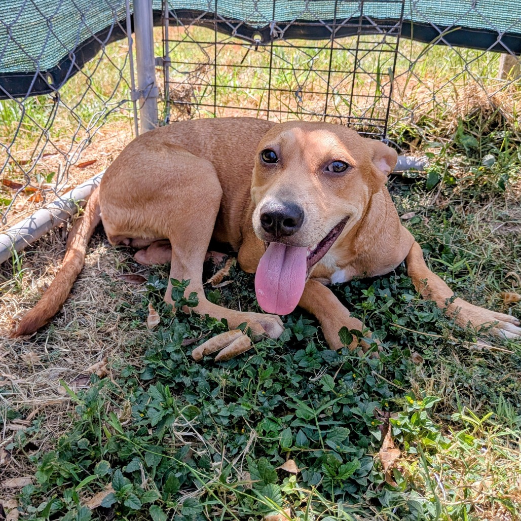 DESTINY - Shepherd available for adoption