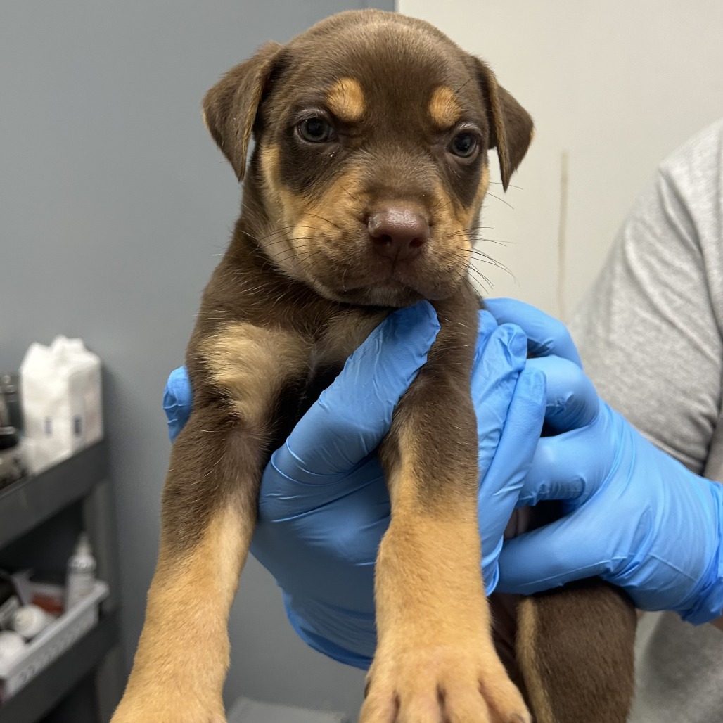 Doberman Pinscher